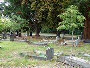 Between two small trees