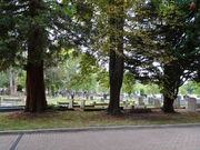 Near three mature trees