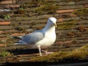 Gary seagull